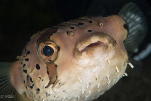 Long-spined porcupinefish. by Mehmet Salih Bilal 